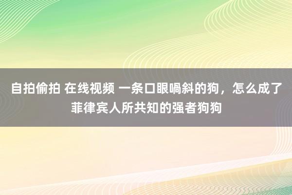 自拍偷拍 在线视频 一条口眼喎斜的狗，怎么成了菲律宾人所共知的强者狗狗